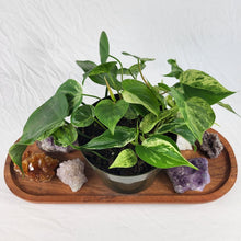 Load image into Gallery viewer, Philodendron Hederaceum, Heart Leaf, Exact Plant Variegated multi pot of 5 Ships Nationwide