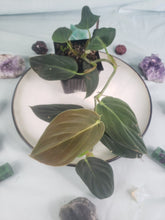Load image into Gallery viewer, Gigas, exact plant, Philodendron, ships nationwide