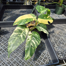 Load image into Gallery viewer, Epipremnum Pinnatum Albo Variegated exact plant, Fedex 2day