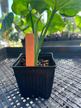 Load image into Gallery viewer, Syngonium Mango Allusion, Orm Thong, Exact Plant Variegated Ships Nationwide