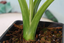 Load image into Gallery viewer, Variegated Alocasia Odora Okinawa Silver Exact Plant