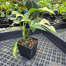 Load image into Gallery viewer, Rhaphidophora Tetrasperma Albo, Exact Plant Variegated Ships Nationwide