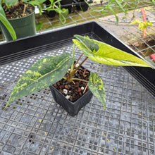 Load image into Gallery viewer, Alocasia scalprum Aurea, Exact Plant Ships Nationwide