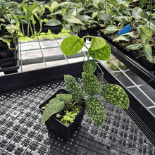Load image into Gallery viewer, Scindapsus Snake Scale exact plant, Fedex 2day*