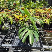 Load image into Gallery viewer, Monstera Borsigiana Albo Deliciosa, Exact Plant Variegated Ships Nationwide