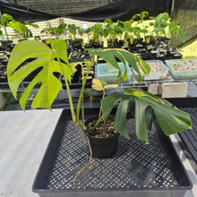 Load image into Gallery viewer, Monstera Borsigiana Aurea, Exact Plant Variegated Ships Nationwide