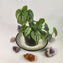 Load image into Gallery viewer, Philodendron Brandtianum, Exact Plant multi pot of 7+ Ships Nationwide