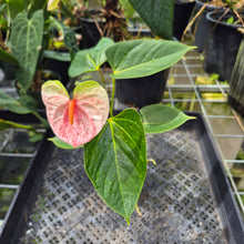 Load image into Gallery viewer, Anthurium Speckled Butterfly Shibori AFF Variegated exact plant, Fedex 2day*