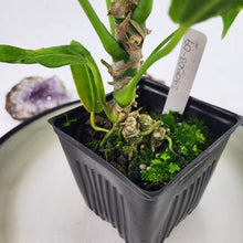 Load image into Gallery viewer, Anthurium Warocqueanum, Queen, Exact Plant