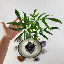 Load image into Gallery viewer, Philodendron Quercifolium, Exact Plant Ships Nationwide