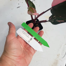 Load image into Gallery viewer, Philodendron Pink Princess, Exact Plant Variegated Ships Nationwide