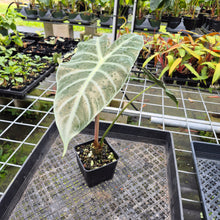 Load image into Gallery viewer, Alocasia Longiloba Lowii, Exact Plant Ships Nationwide