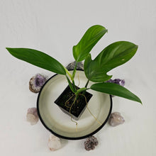 Load image into Gallery viewer, Philodendron Panduriforme 4" pot, Fedex 2day*