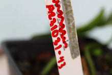 Load image into Gallery viewer, Variegated Philodendron Hederaceum Heart Leaf, exact plant, ships nationwide