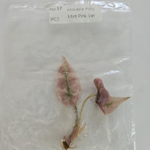 Load image into Gallery viewer, Alocasia Polly Mint Pink variegated tissue culture 2DayAir