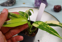 Load image into Gallery viewer, Variegated Philodendron Domesticum, exact plant, ships nationwide