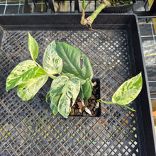 Load image into Gallery viewer, Epipremnum Pinnatum Marble, Exact Plant Variegated Ships Nationwide
