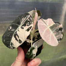 Load image into Gallery viewer, Alocasia Black Velvet Pink variegated exact plant, Fedex 2day*
