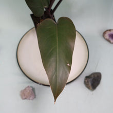 Load image into Gallery viewer, Philodendron Majesty Shipped Nationwide