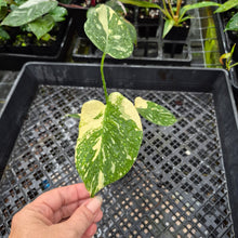 Load image into Gallery viewer, Monstera Creme Brulee , Exact Plant Variegated Ships Nationwide