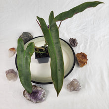 Load image into Gallery viewer, Philodendron Atabapoense 2.5" pot, Fedex 2day*