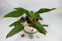 Load image into Gallery viewer, Philodendron Sagittifolium Tuxtlanum Rubra Exact Plant