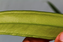 Load image into Gallery viewer, Anthurium Bakeri 4" pot, Fedex 2day*