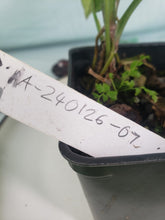 Load image into Gallery viewer, Syngonium Pink Splash Variegated 4" pot, Fedex 2 day*