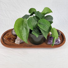 Load image into Gallery viewer, Scindapsus Silver Hero 6" pot, Fedex 2day