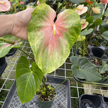 Load image into Gallery viewer, Anthurium Anuenue Obake Bicolor pink/green Fedex 2day