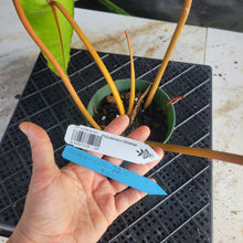 Load image into Gallery viewer, Philodendron Billietiae, Exact Plant Ships Nationwide