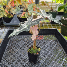 Load image into Gallery viewer, Alocasia nobilis pink Variegated Ships Nationwide
