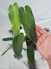 Load image into Gallery viewer, Anthurium Angamarcanum 4" pot, ships nationwide