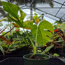 Load image into Gallery viewer, Monstera Borsigiana Aurea, Exact Plant Variegated Ships Nationwide