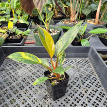 Load image into Gallery viewer, Philodendron Red Congo Variegated 2.5" pot, Fedex 2day*