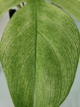 Load image into Gallery viewer, Florida Ghost, Exact Plant, Philodendron
