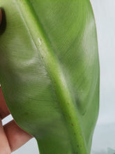 Load image into Gallery viewer, Philodendron Crassinervium, Exact Plant