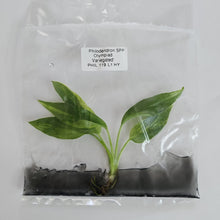 Load image into Gallery viewer, Philodendron Olympiad variegated tissue culture 2DayAir