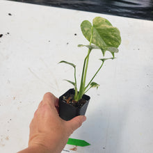 Load image into Gallery viewer, Monstera deliciosa green snow, Exact Plant Ships Nationwide