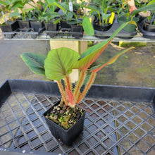 Load image into Gallery viewer, Philodendron Serpens, Exact Plant Ships Nationwide