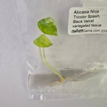 Load image into Gallery viewer, Alocasia Ninja Tricolor Splash, Black Velvet variegated tissue culture 2DayAir