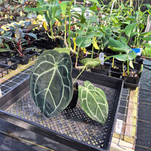 Load image into Gallery viewer, Anthurium "Michelle x Zara" x Noid Hybrid, Exact Plant Ships Nationwide