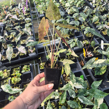Load image into Gallery viewer, Alocasia Longiloba Black Satun Stardust variegated 2.5" pot, Fedex 2day*