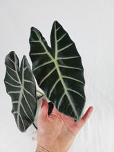 Load image into Gallery viewer, Alocasia Grandis, Exact Plant
