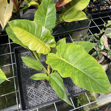 Load image into Gallery viewer, Philodendron Jungle Fever Mint Variegated exact plant, Fedex 2day
