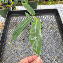 Load image into Gallery viewer, Philodendron Patriciae, Exact Plant Ships Nationwide
