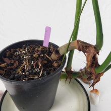 Load image into Gallery viewer, Philodendron Gloriosum, Pink Veined Back 6" pot, Fedex 2day
