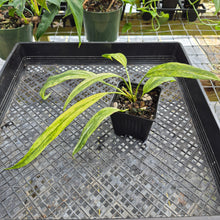 Load image into Gallery viewer, Anthurium Vittarifolium , Exact Plant Variegated Ships Nationwide