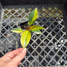 Load image into Gallery viewer, Philodendron Red Congo, Exact Plant Variegated Ships Nationwide