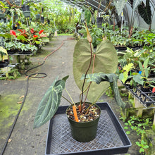 Load image into Gallery viewer, Anthurium NoID exact plant, Fedex 2day